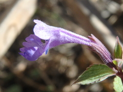 Nepeta grandiflora