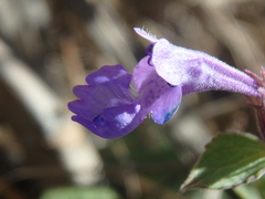 Nepeta grandiflora