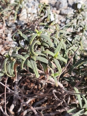 Cistus