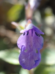 Nepeta grandiflora