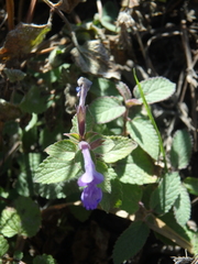 Nepeta grandiflora
