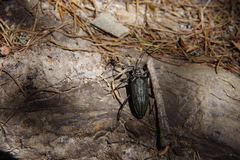 Oxymirus cursor