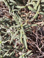 Cistus