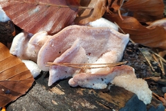 Merulius tremellosus