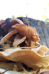 Merulius tremellosus