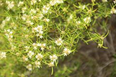 Westringia cephalantha