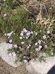 Nierembergia linariifolia