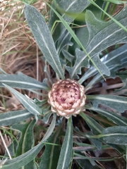 Leuzea conifera