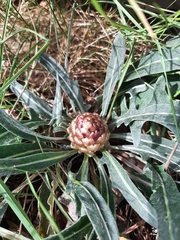 Leuzea conifera