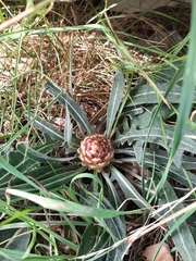 Leuzea conifera