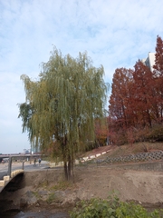 Salix babylonica