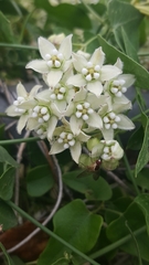 Funastrum cynanchoides