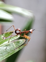 Hierodula tenuidentata