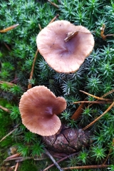 Lactarius hepaticus