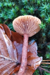 Lactarius hepaticus