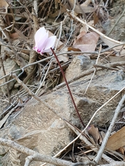 Cyclamen africanum