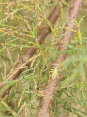 Coniatus tamarisci