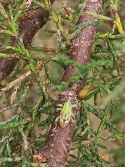 Coniatus tamarisci