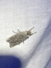 Lithophane leautieri