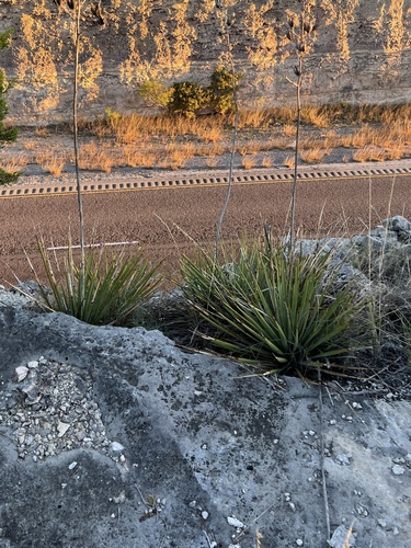 Yucca reverchonii