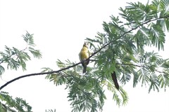 Cyclarhis gujanensis