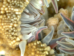 Anthopleura biscayensis