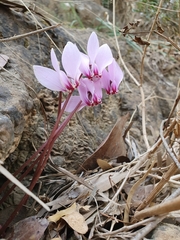 Cyclamen africanum