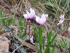 Cyclamen africanum