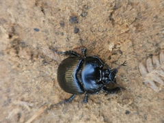 Typhaeus typhoeus