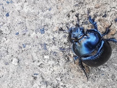 Typhaeus typhoeus