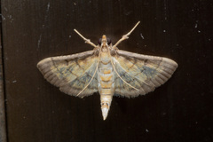 Cnaphalocrocis