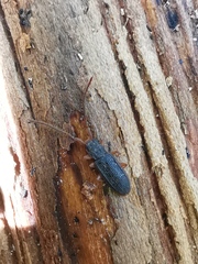 Uleiota planata