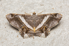 Chiasmia nora