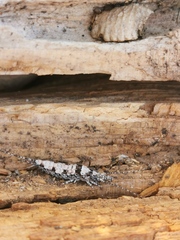 Archaeognatha