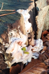 Merulius tremellosus