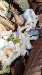 Merulius tremellosus