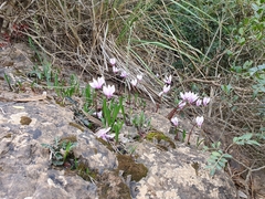 Cyclamen africanum