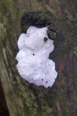 Amaropostia stiptica