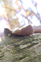 Amaropostia stiptica