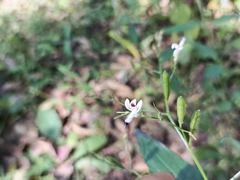 Andrographis paniculata