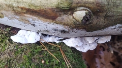 Amaropostia stiptica