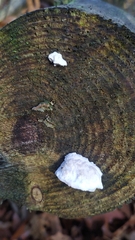 Amaropostia stiptica