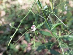 Andrographis paniculata