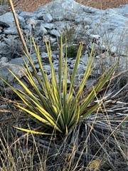 Yucca reverchonii