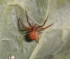 Xysticus