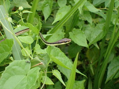 Dendrelaphis pictus