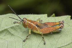 Xenocatantops humilis