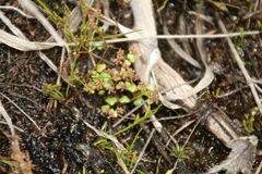 Hydrocotyle alata