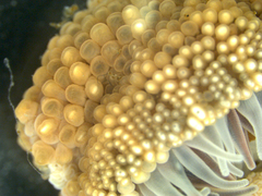 Anthopleura biscayensis