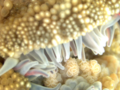 Anthopleura biscayensis